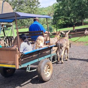 Donkey cart rides